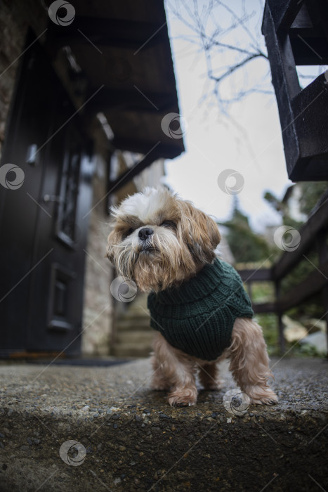 Скачать прогулки с собакой ши-тцу фотосток Ozero