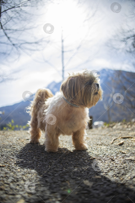 Скачать прогулки с собакой ши-тцу фотосток Ozero