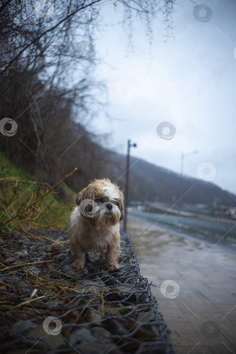 Скачать собака ши-тцу прогуливается по горе фотосток Ozero
