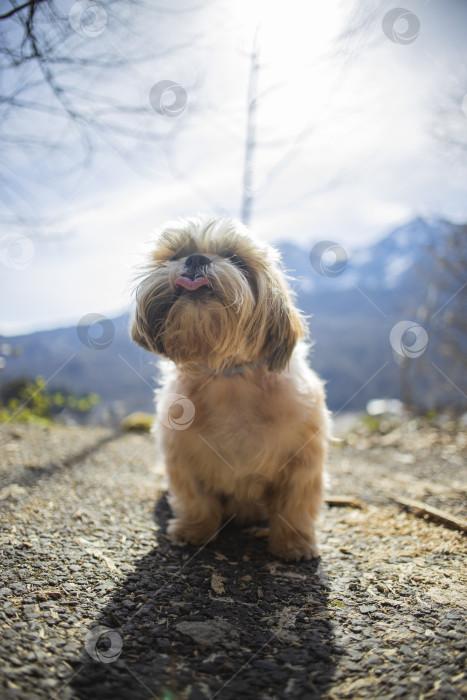 Скачать собака ши тцу гуляет по дороге фотосток Ozero
