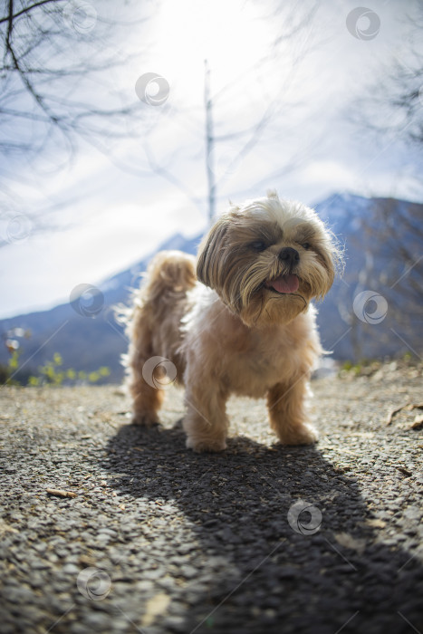 Скачать собака ши тцу гуляет фотосток Ozero