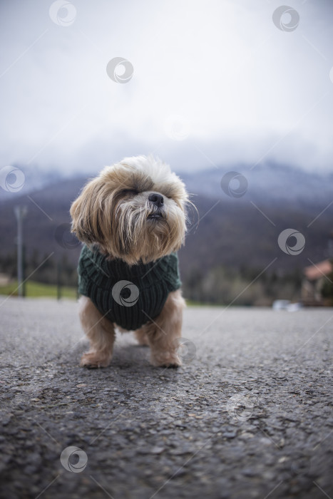 Скачать собака ши тцу в свитере фотосток Ozero