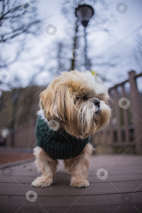 Скачать собака ши тцу гуляет фотосток Ozero
