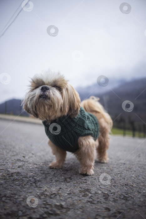 Скачать прогулки с собакой ши-тцу фотосток Ozero