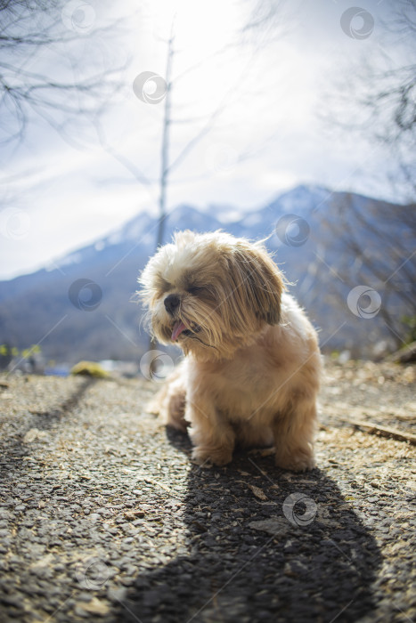 Скачать собака ши тцу гуляет фотосток Ozero