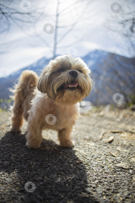 Скачать собака ши-тцу прогуливается по горе фотосток Ozero