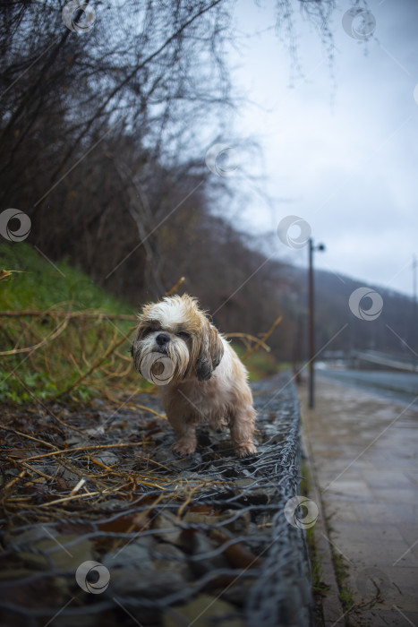 Скачать собака ши тцу гуляет по дороге фотосток Ozero