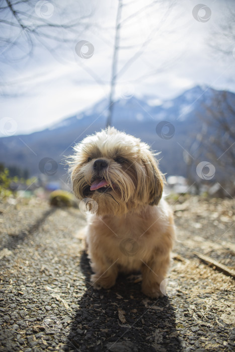 Скачать собака ши тцу гуляет фотосток Ozero
