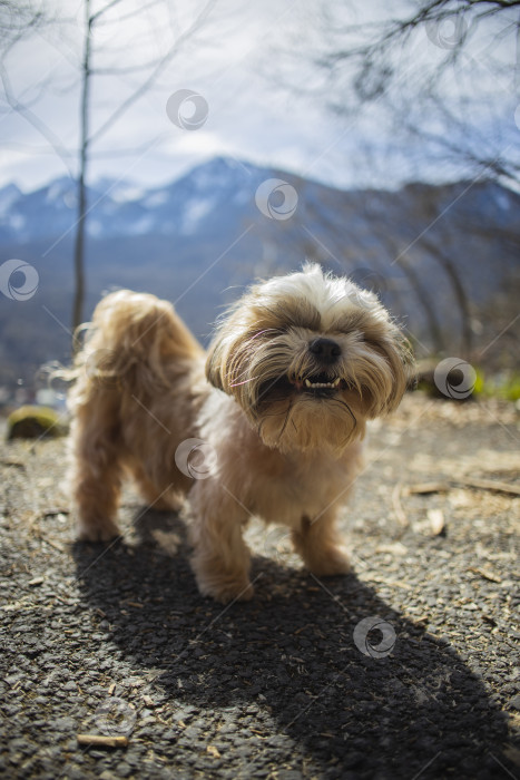 Скачать собака ши тцу в горах фотосток Ozero