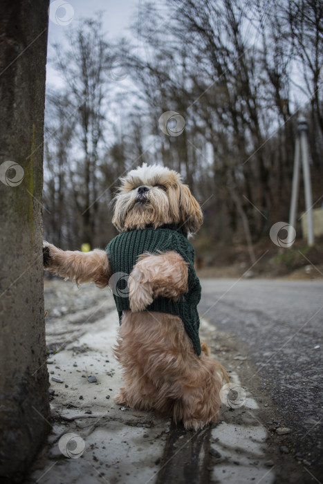Скачать собака ши тцу в свитере фотосток Ozero