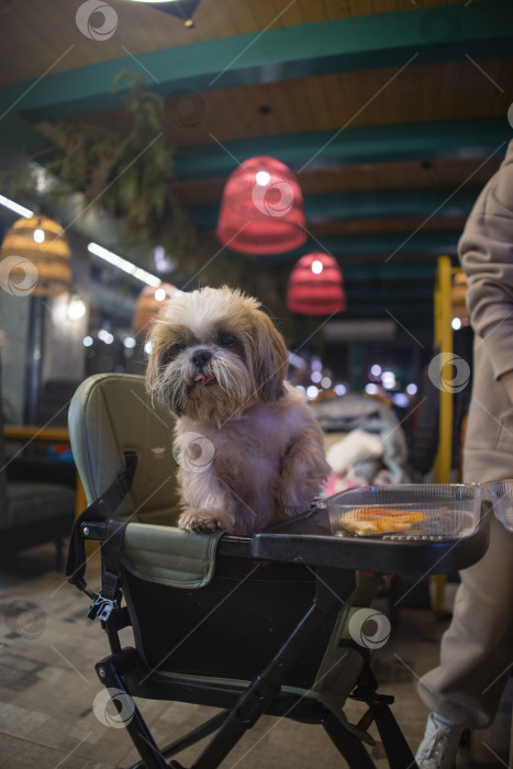 Скачать собака ши тцу фотосток Ozero