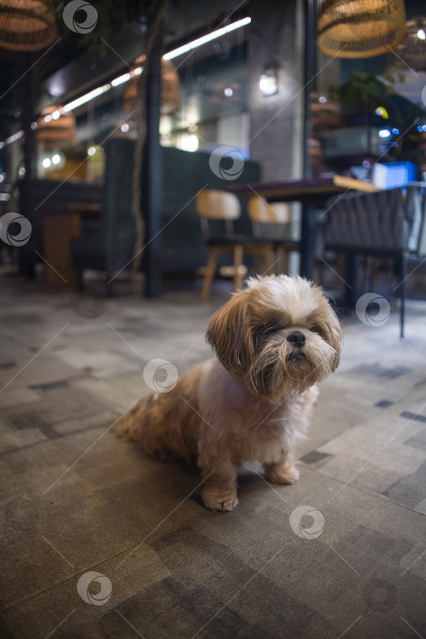 Скачать собака ши тцу фотосток Ozero