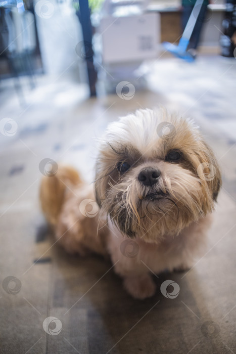 Скачать собака ши тцу фотосток Ozero