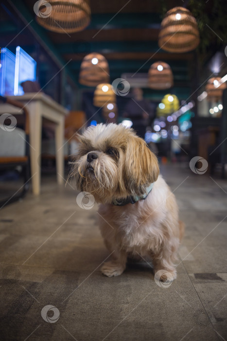 Скачать собака породы ши-тцу фотосток Ozero