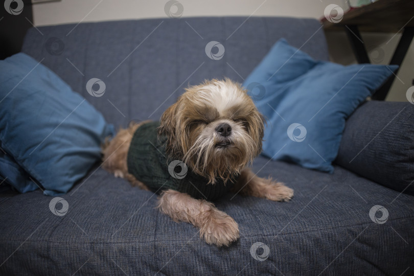 Скачать собака ши тцу на диване фотосток Ozero