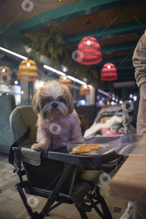 Скачать собака ши тцу фотосток Ozero