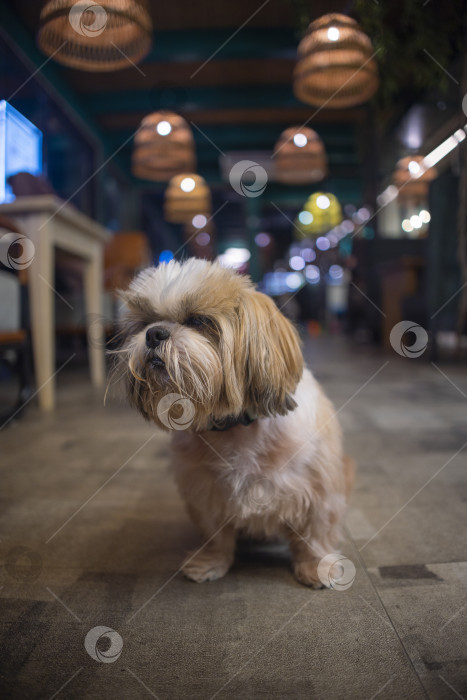 Скачать собака породы ши-тцу фотосток Ozero