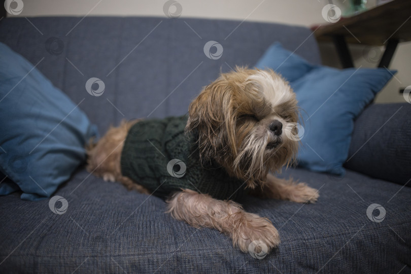 Скачать собака ши тцу в свитере фотосток Ozero