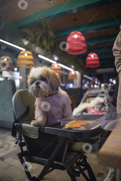 Скачать собака породы ши-тцу фотосток Ozero