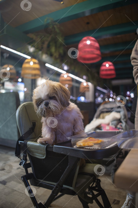 Скачать собака породы ши-тцу фотосток Ozero