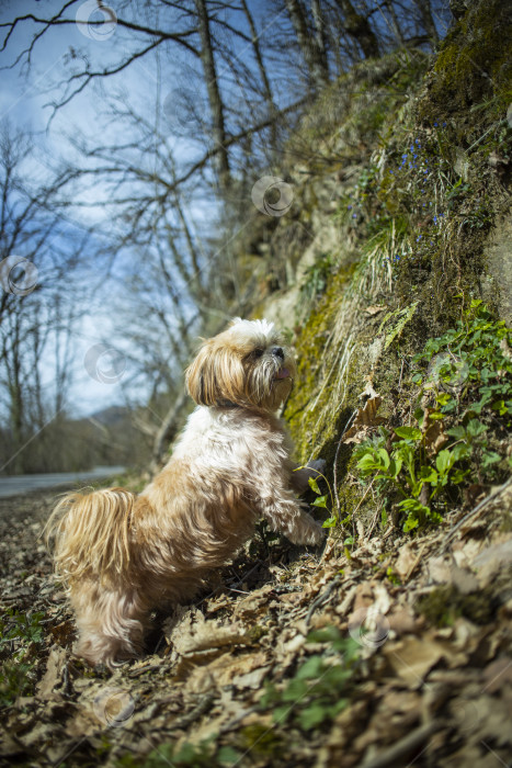 Скачать собака ши тцу гуляет в горах фотосток Ozero