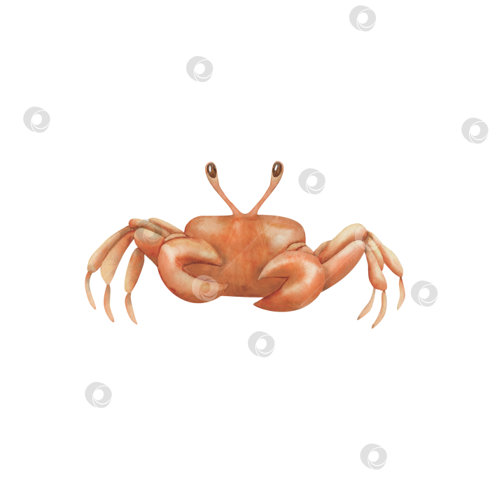 Скачать Красный краб. фотосток Ozero