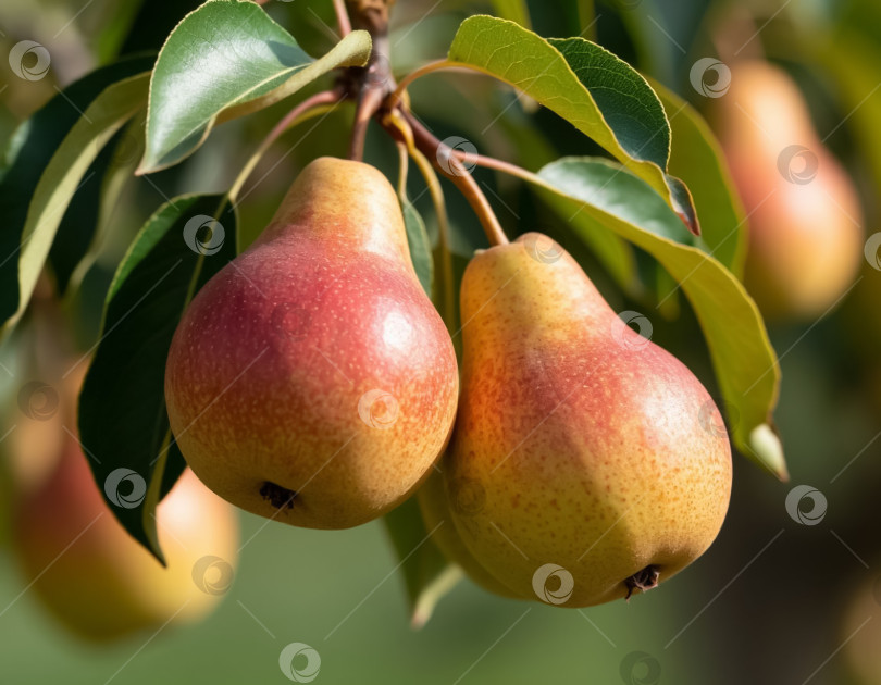 Скачать Груши, созревающие на ветке, крупным планом в саду. Сельское хозяйство. Создано искусственным интеллектом. фотосток Ozero