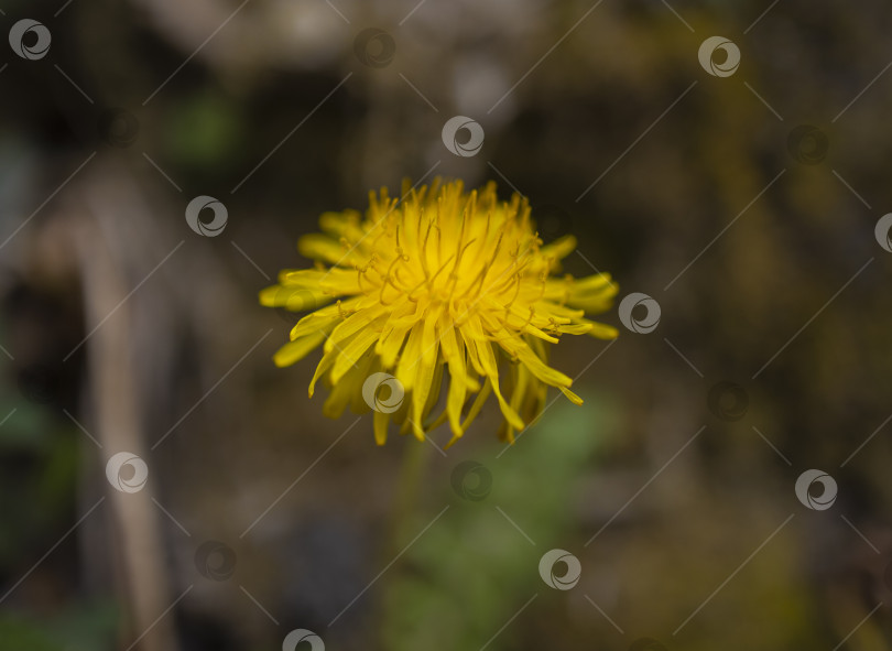 Скачать цветы фотосток Ozero