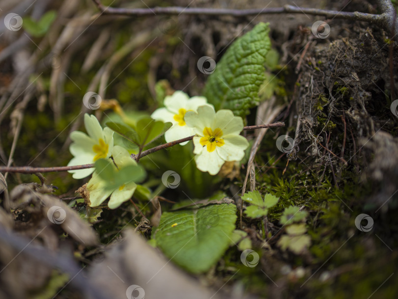 Скачать цветы фотосток Ozero