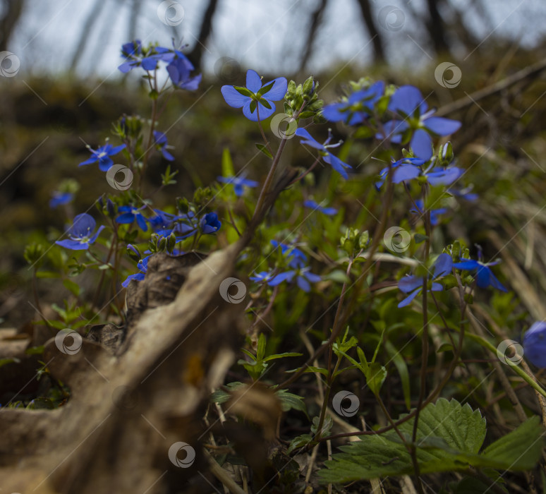 Скачать цветы фотосток Ozero