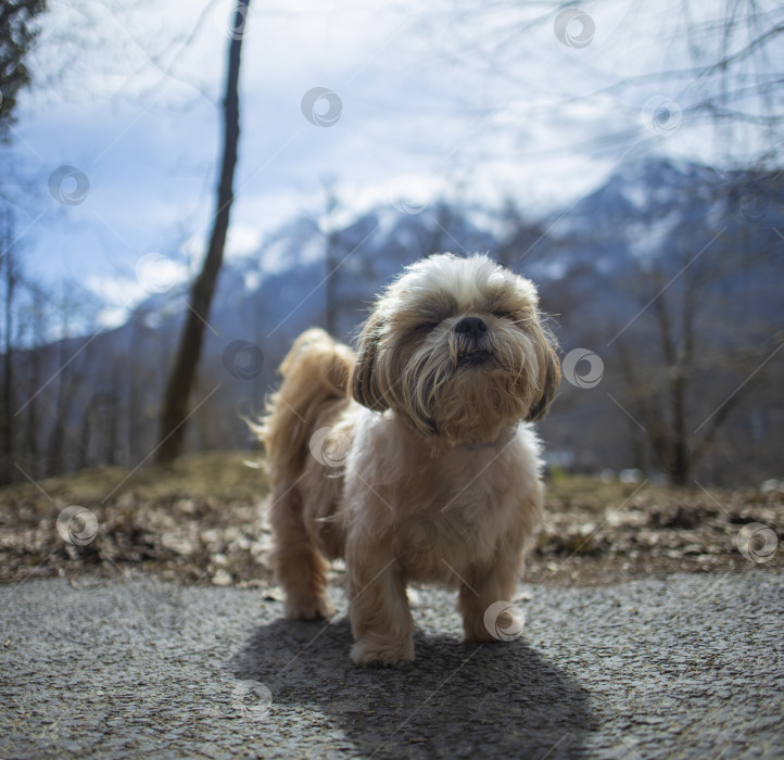 Скачать прогулки с собакой ши-тцу фотосток Ozero