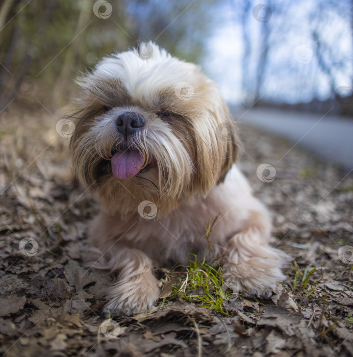 Скачать прогулки с собакой ши-тцу фотосток Ozero