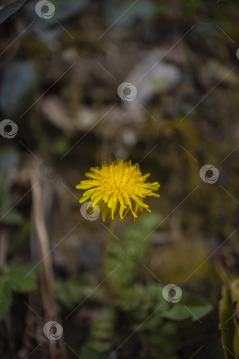 Скачать цветы фотосток Ozero