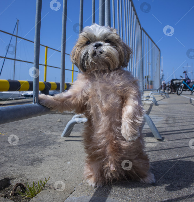 Скачать собака ши тцу отдыхает на пляже фотосток Ozero