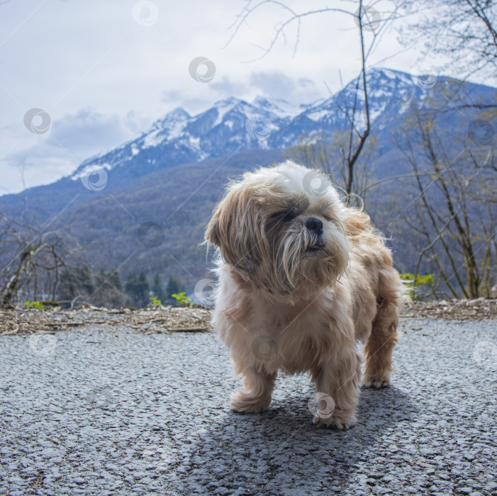 Скачать собака ши тцу гуляет фотосток Ozero