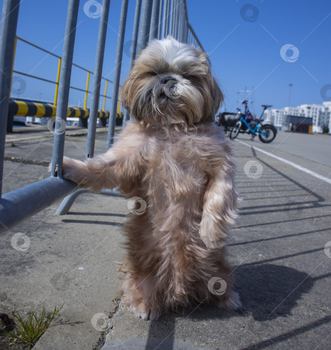 Скачать собака ши тцу отдыхает на пляже фотосток Ozero