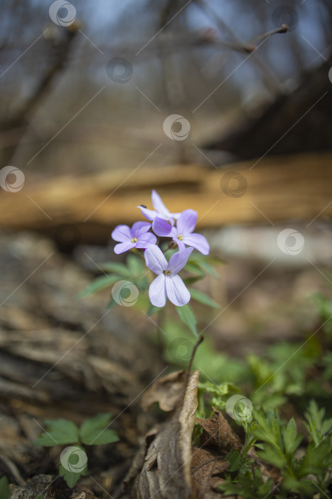 Скачать цветы фотосток Ozero