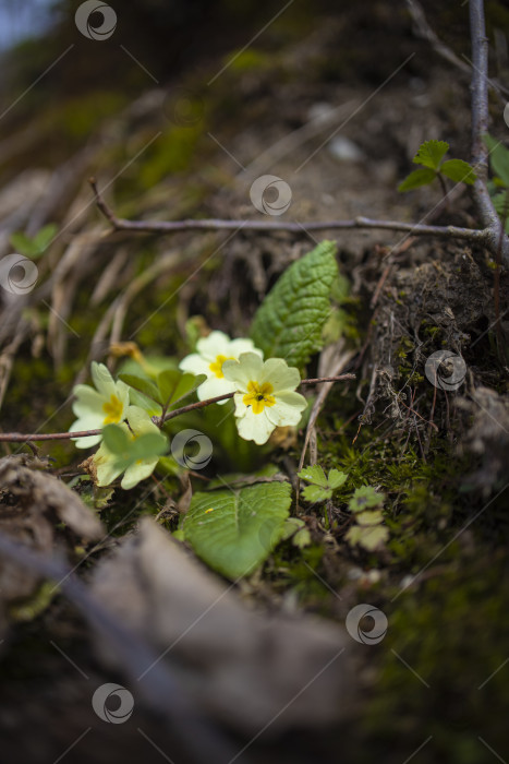 Скачать цветы фотосток Ozero