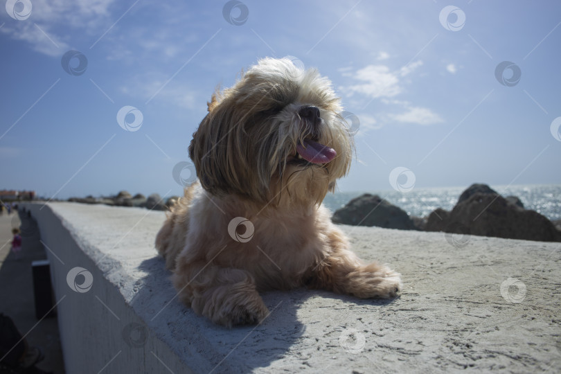 Скачать собака ши тцу отдыхает на пляже фотосток Ozero