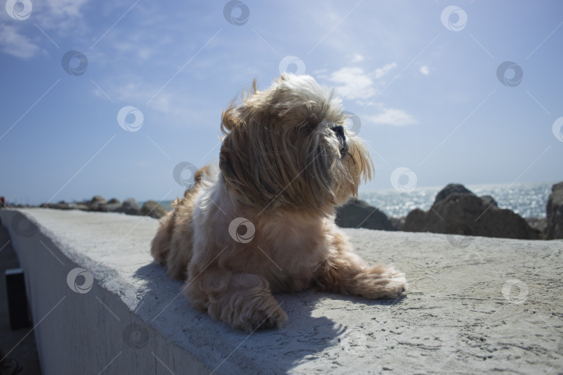 Скачать собака ши-тцу отдыхает на пляже фотосток Ozero