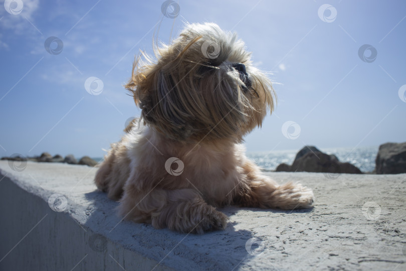 Скачать собака ши-тцу отдыхает на пляже фотосток Ozero