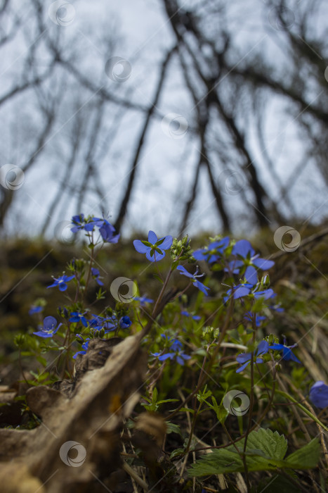 Скачать цветы фотосток Ozero