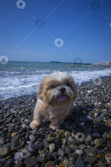 Скачать собака ши тцу отдыхает на пляже фотосток Ozero