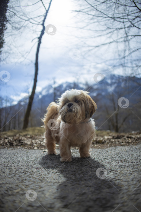 Скачать собака ши тцу гуляет фотосток Ozero