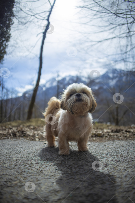 Скачать прогулки с собакой ши-тцу фотосток Ozero