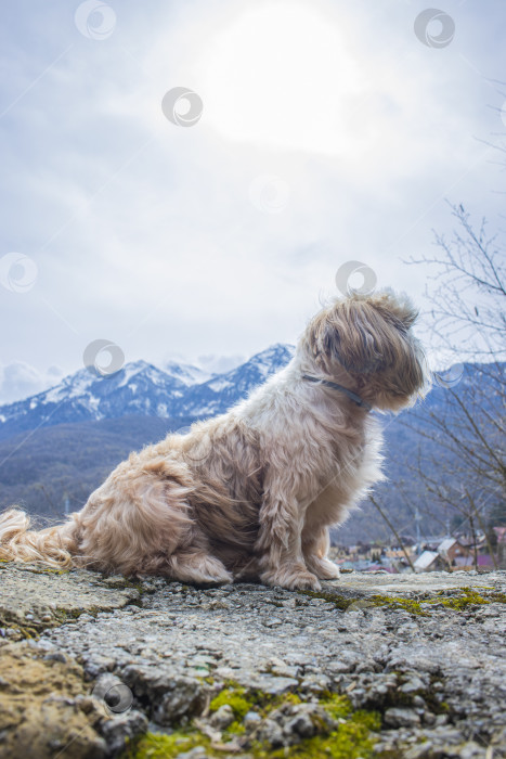 Скачать прогулки с собакой ши-тцу фотосток Ozero