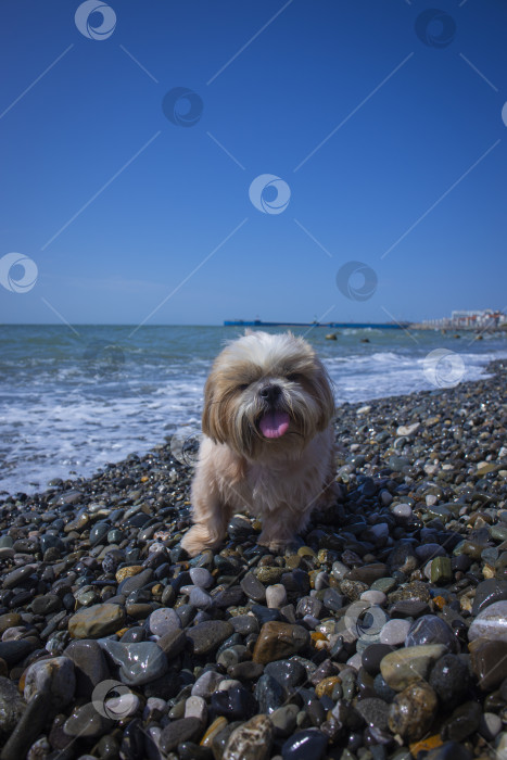 Скачать собака ши тцу отдыхает на пляже фотосток Ozero