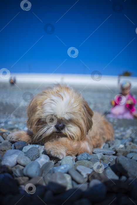 Скачать собака ши тцу отдыхает фотосток Ozero