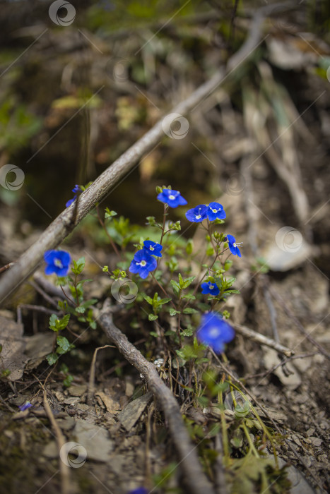 Скачать цветы фотосток Ozero
