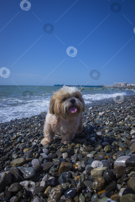 Скачать собака ши тцу отдыхает фотосток Ozero